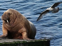 WATCH: Looking back 3 years on from Wally the walrus' arrival in Tenby