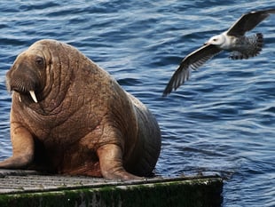 WATCH: Looking back 3 years on from Wally the walrus' arrival in Tenby