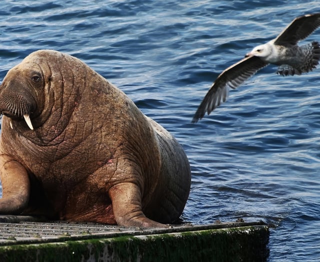 WATCH: Looking back 3 years on from Wally the walrus' arrival in Tenby