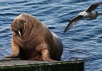 WATCH: Wally the Walrus: Five years since his surprise arrival in Tenby!