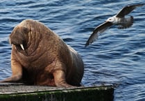 WATCH: Looking back 3 years on from Wally the walrus' arrival in Tenby