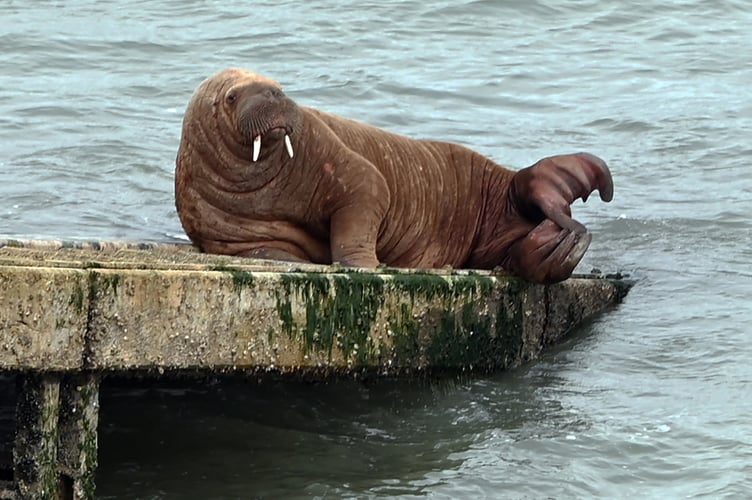 Wally walrus in Tenby
