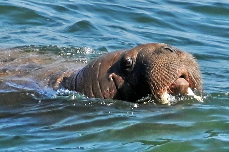 Wally taking a dip