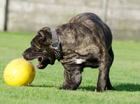 Councillors back dog boarding and day care centre plans