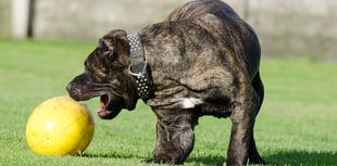 Councillors back dog boarding and day care centre plans