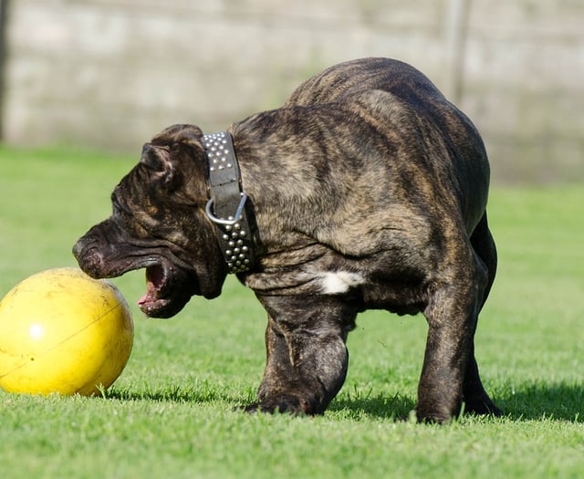 Councillors back dog boarding and day care centre plans