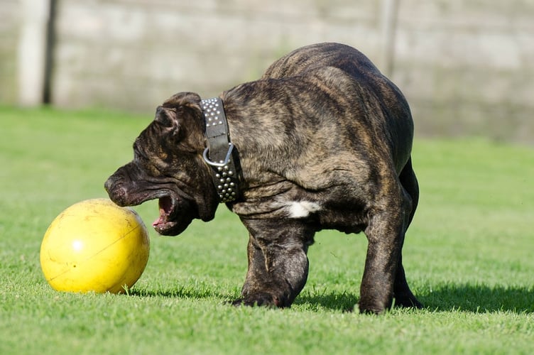 Dog boarding
