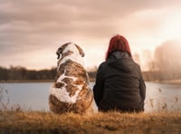 New community animal welfare initiative in Wales 