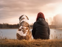 New community animal welfare initiative in Wales 
