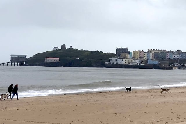 Palm oil warning for pooch owners in Pembrokeshire