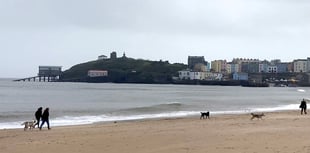 Palm oil warning for pooch owners in Pembrokeshire