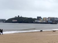 Palm oil warning for pooch owners in Pembrokeshire