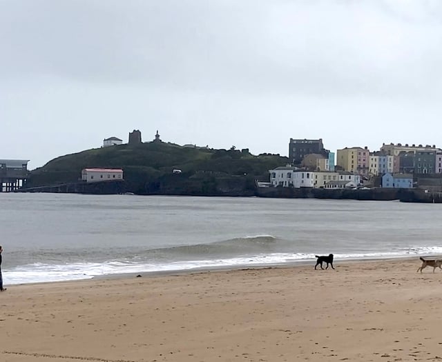 Palm oil warning for pooch owners in Pembrokeshire