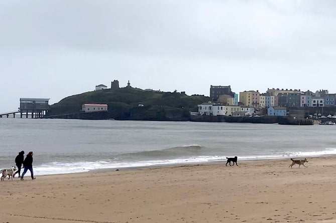 Tenby dogs on beach