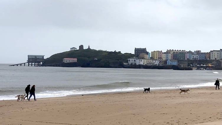 Tenby dogs on beach