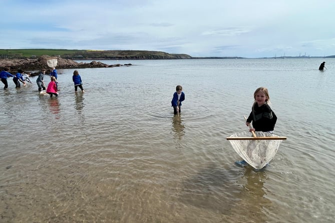 Tenby VC School pupils push netting on Dale beach