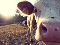 2,000-herd dairy farm plans near Kilgetty