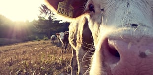 2,000-herd dairy farm plans near Kilgetty