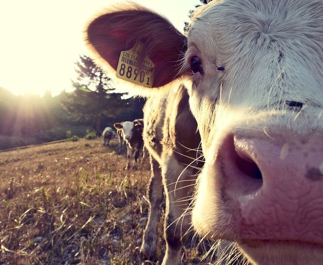 2,000-herd dairy farm plans near Kilgetty