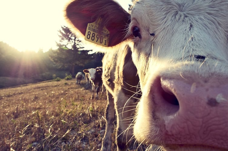 Cows