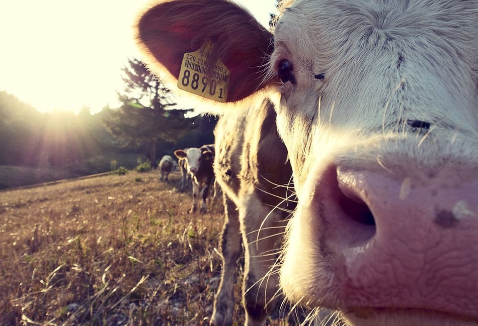 2,000-herd dairy farm plans near Kilgetty