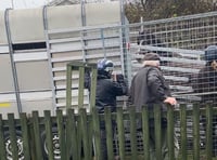 RSPCA thanked for taking care of abandoned Kilgetty horses