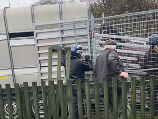 RSPCA thanked for taking care of abandoned Kilgetty horses