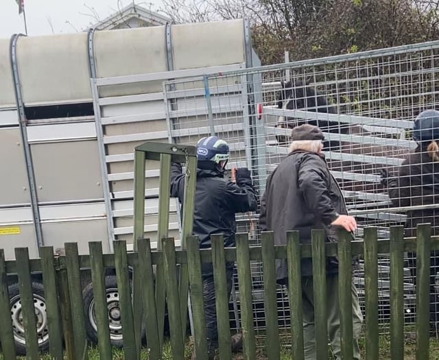 RSPCA thanked for taking care of abandoned Kilgetty horses