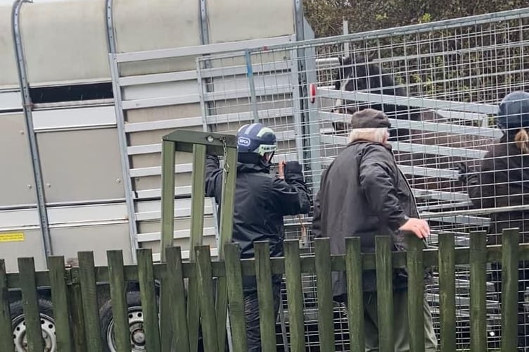 Horse removed