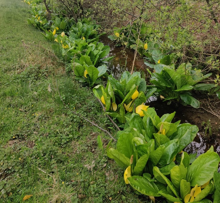 A photo of American skunk cabbage from Margam Park shows how much it can spread.