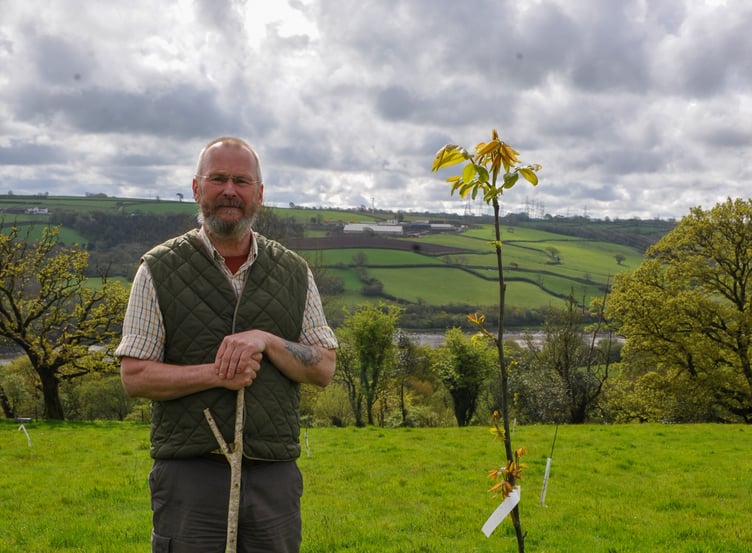 Martyn Williams and sweet chestnut tree