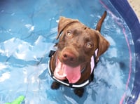 Even early summer temperatures can cause heat stroke, Dogs Trust warns