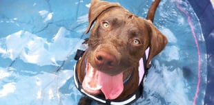 Even early summer temperatures can cause heat stroke, Dogs Trust warns