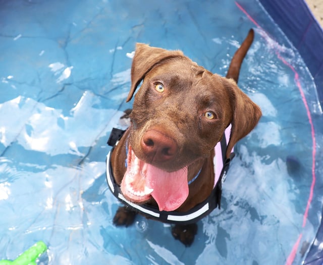 Even early summer temperatures can cause heat stroke, Dogs Trust warns