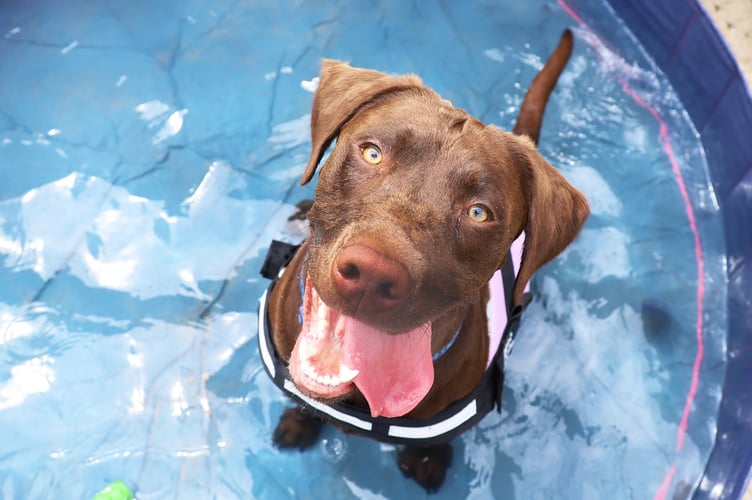 Dogs Trust has shared the following advice to owners if they suspect their dog is experiencing heatstroke
