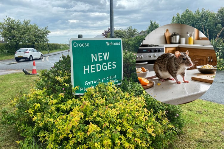 New hedges rats