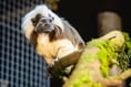 Folly Farm welcomes pair of critically endangered cotton-top tamarins!