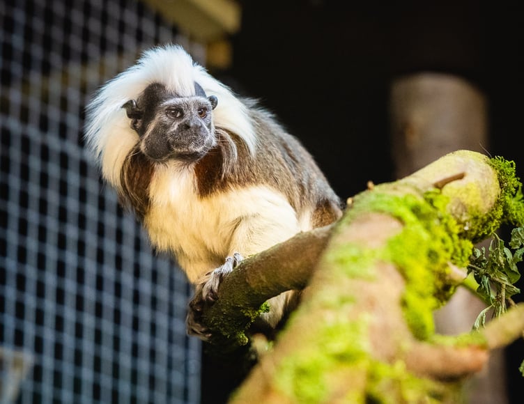 Cotton-top tamarin at Folly Farm