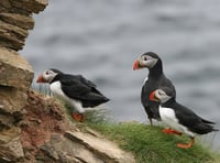Jet-ski users warned 'do not disturb' protected puffins