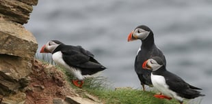 Discover puffins: This Easter holidays at Tenby Museum