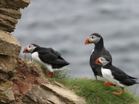 Jet-ski users warned 'do not disturb' protected puffins