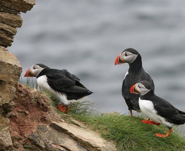 Discover puffins: This Easter holidays at Tenby Museum
