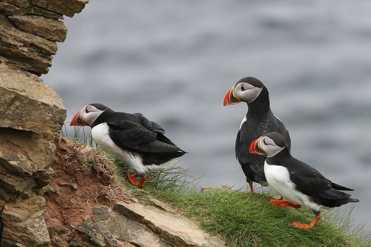 Puffins