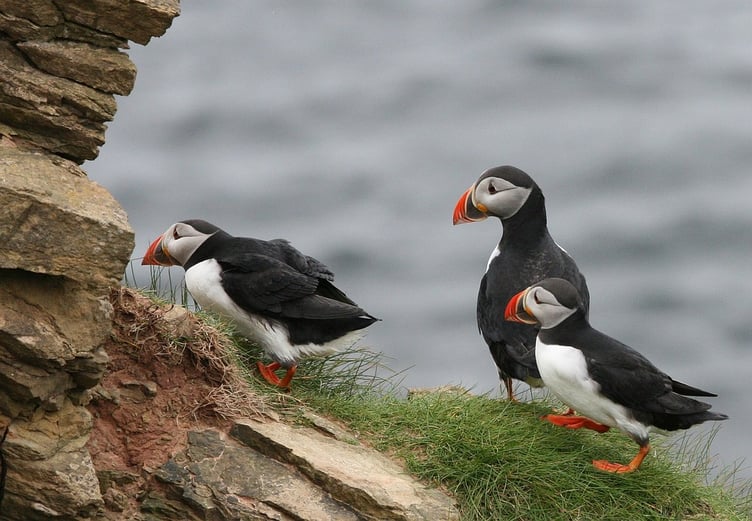 Puffins