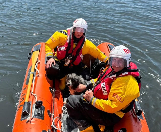 Tenby RNLI rescue dog that fell 250ft off coastal cliffs