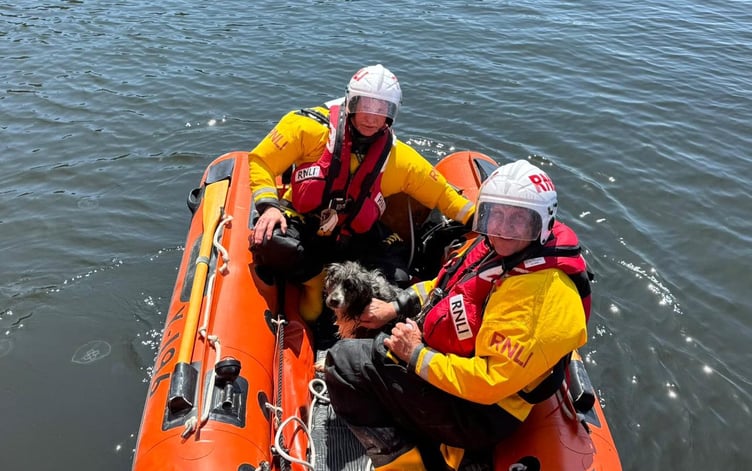 Tenby RNLI dog rescue