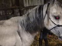 Suspended sentence for Carmarthenshire man who neglected five horses