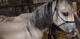 Suspended sentence for Carmarthenshire man who neglected five horses