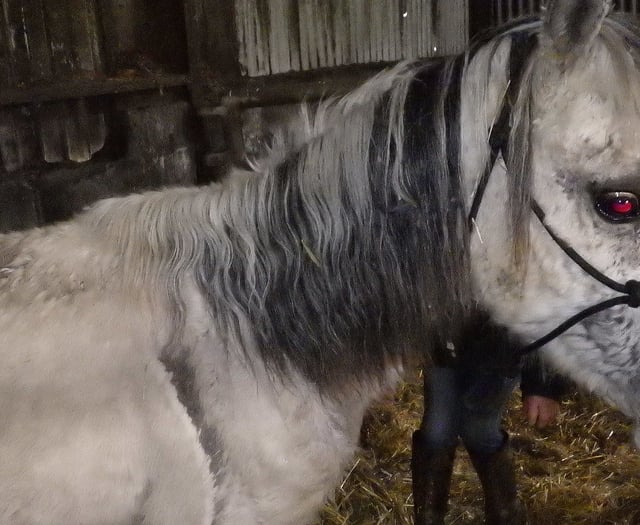 Suspended sentence for Carmarthenshire man who neglected five horses