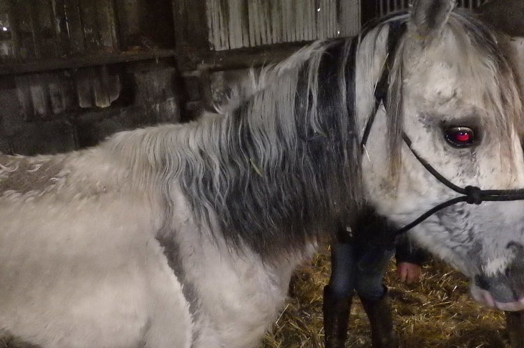 Suspended sentence for Carmarthenshire man who neglected five horses and foxhound